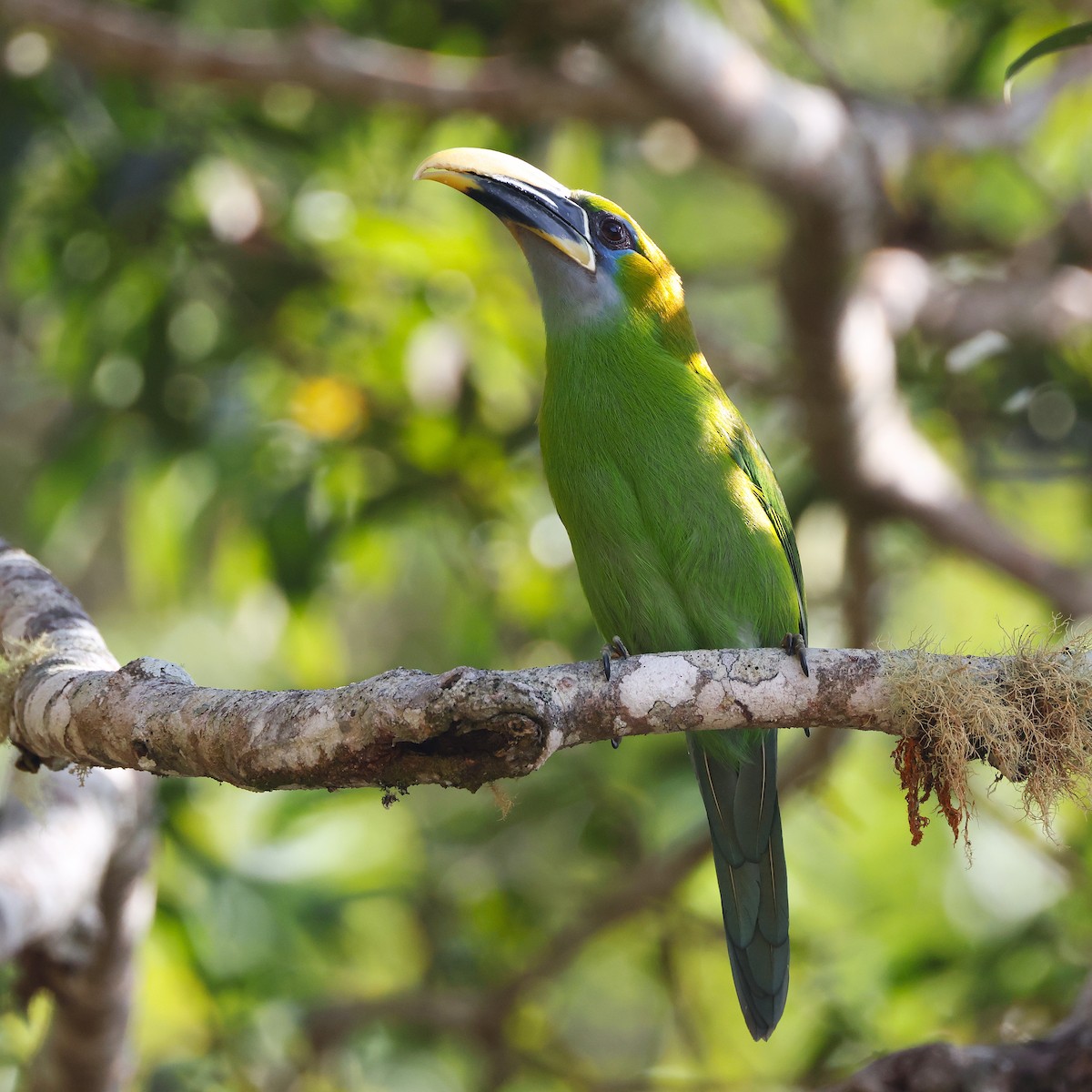 Tucanete Picosurcado (Piquigualdo) - ML648826424