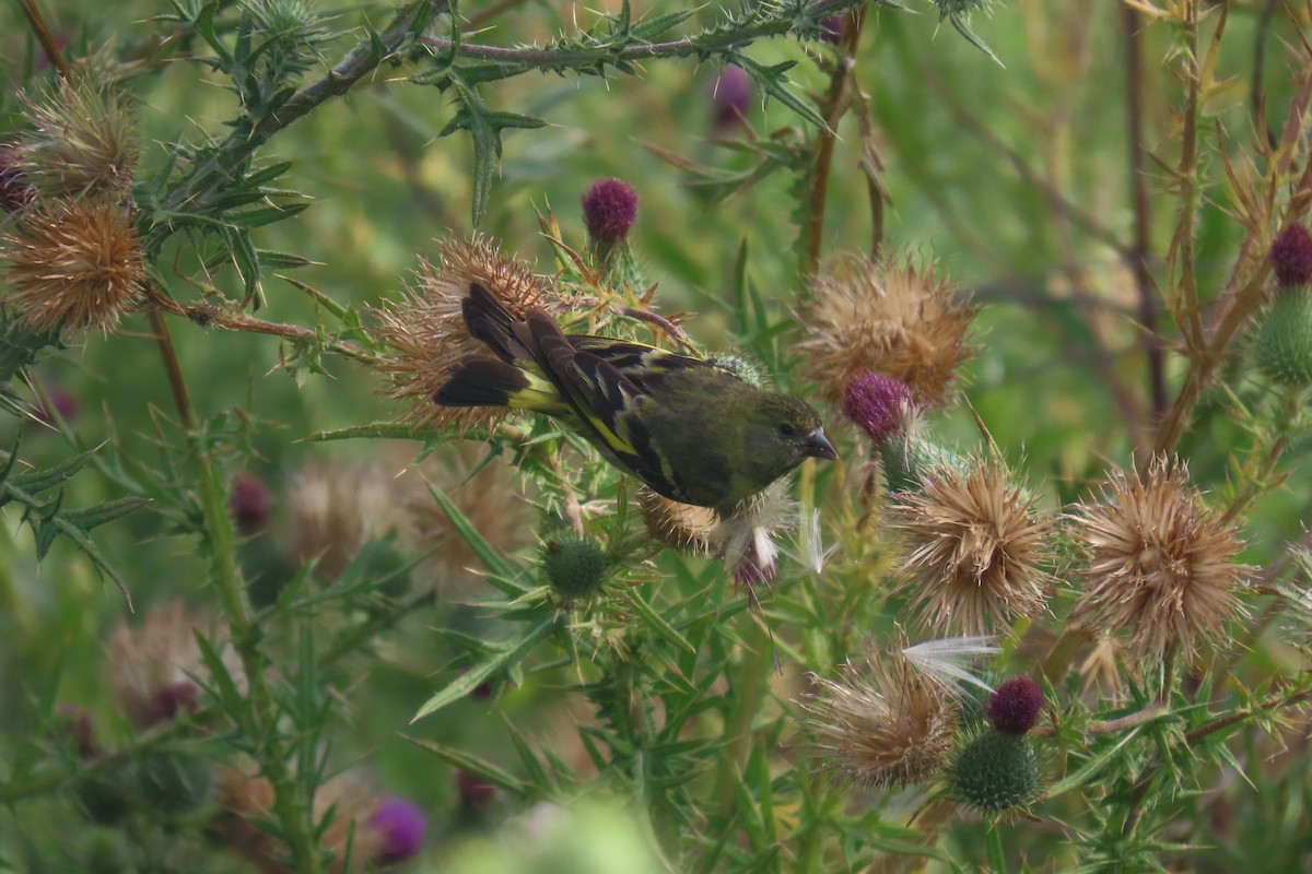 Hooded Siskin - ML648826454