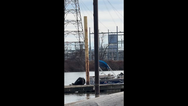 Cormoran à aigrettes - ML648826480