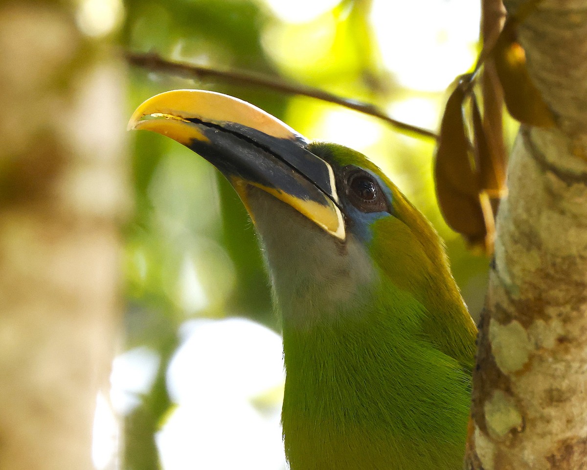 Tucanete Picosurcado (Piquigualdo) - ML648826539