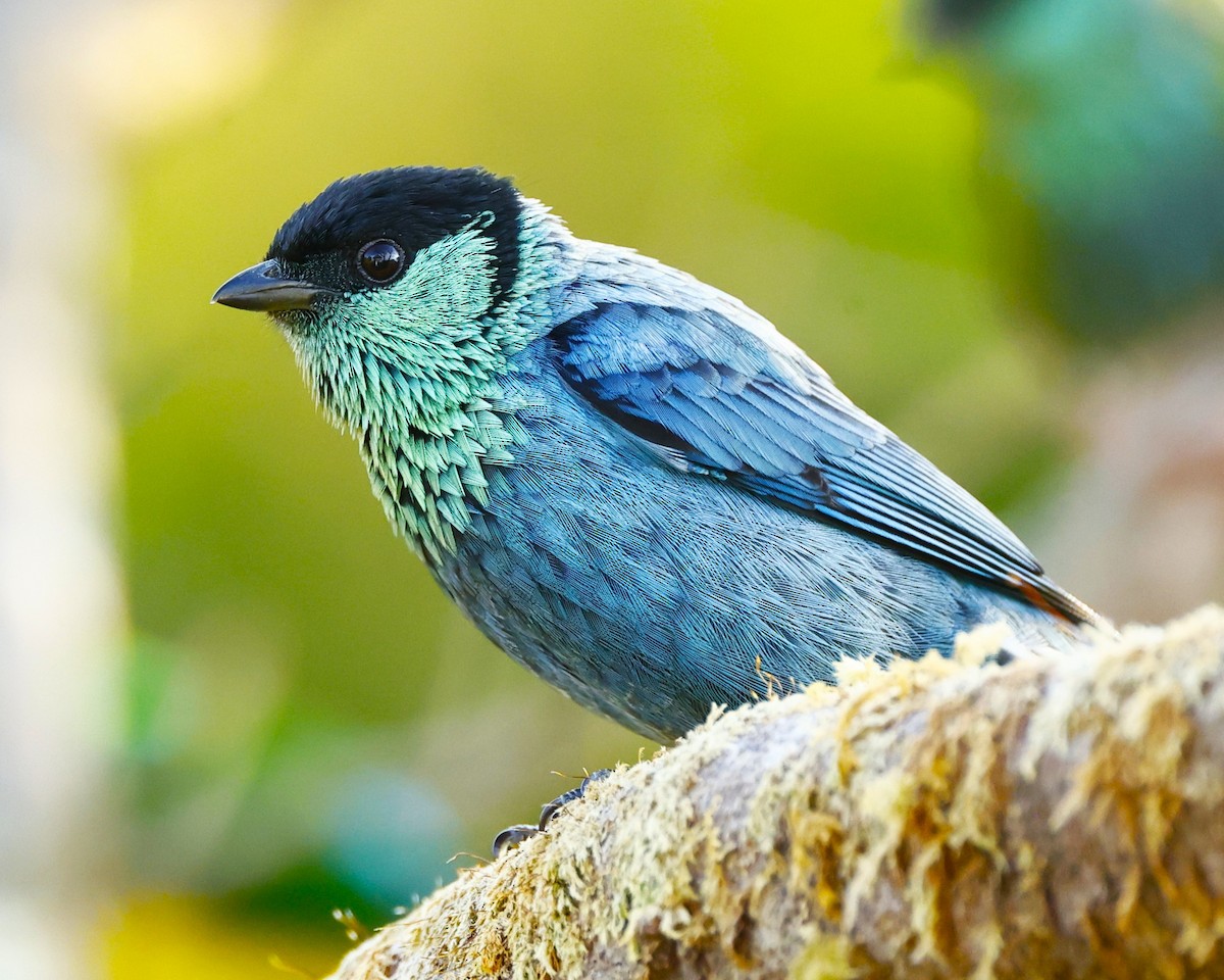 Tangara Coroninegra - ML648826653