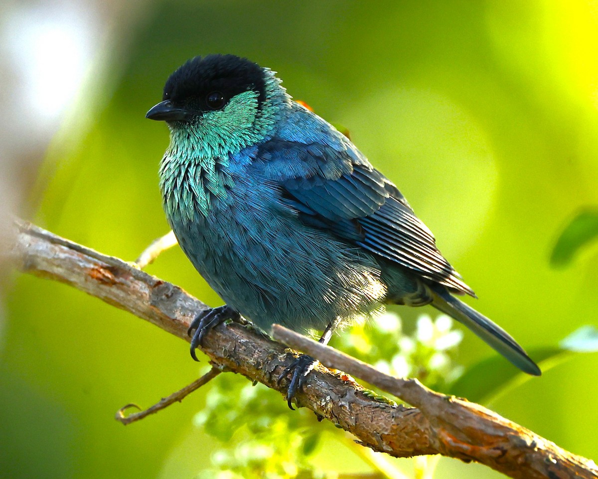 Tangara Coroninegra - ML648826654