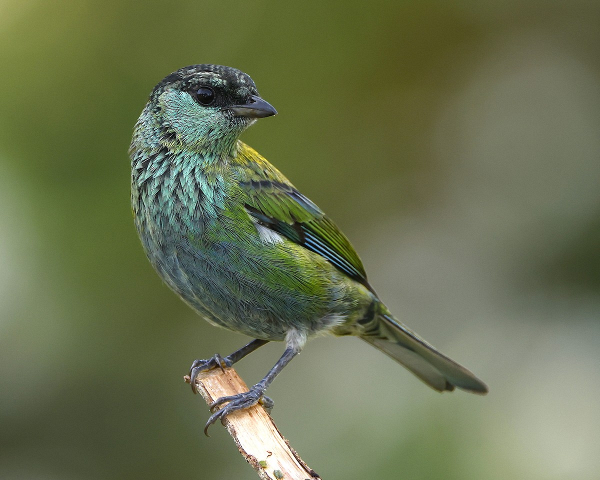 Tangara Coroninegra - ML648826656