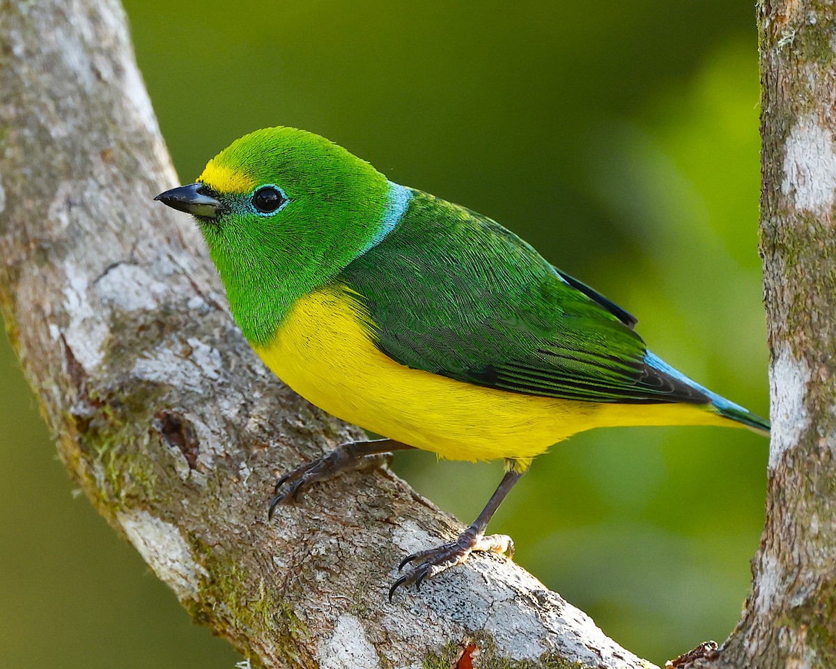 Clorofonia Nuquiazul - ML648826661