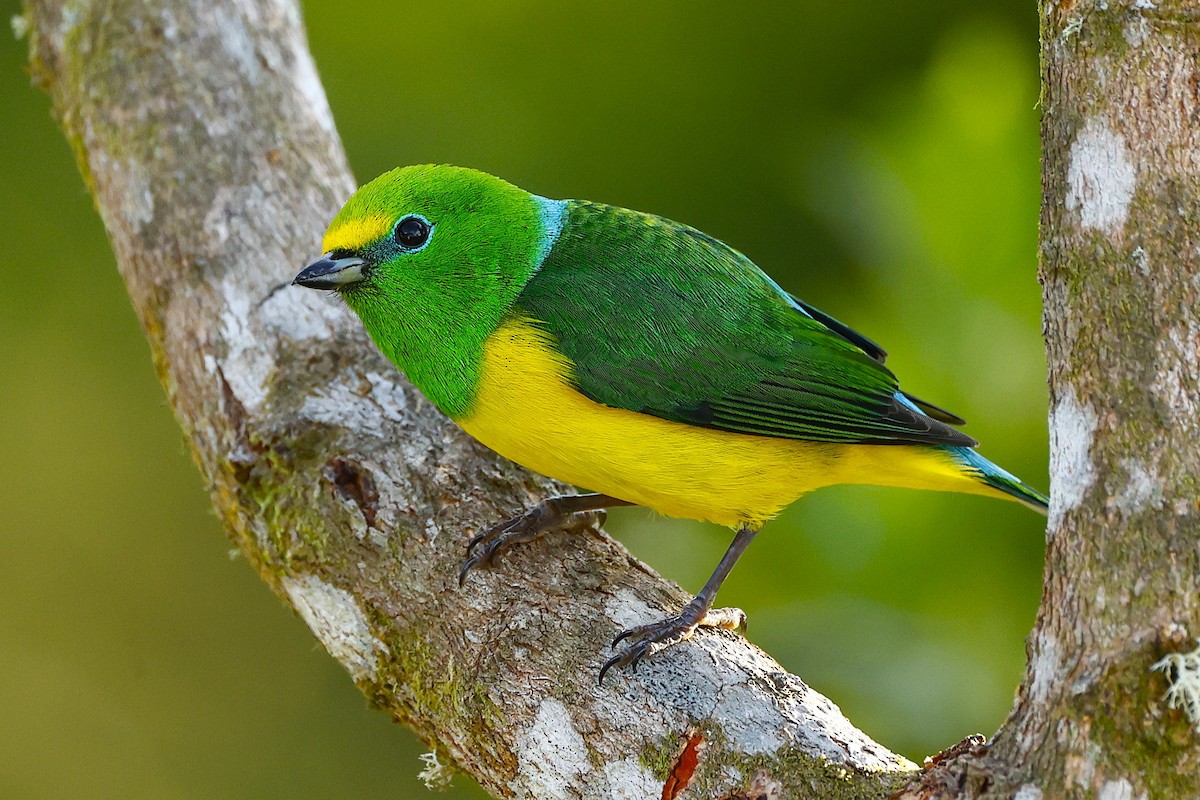 Clorofonia Nuquiazul - ML648826762