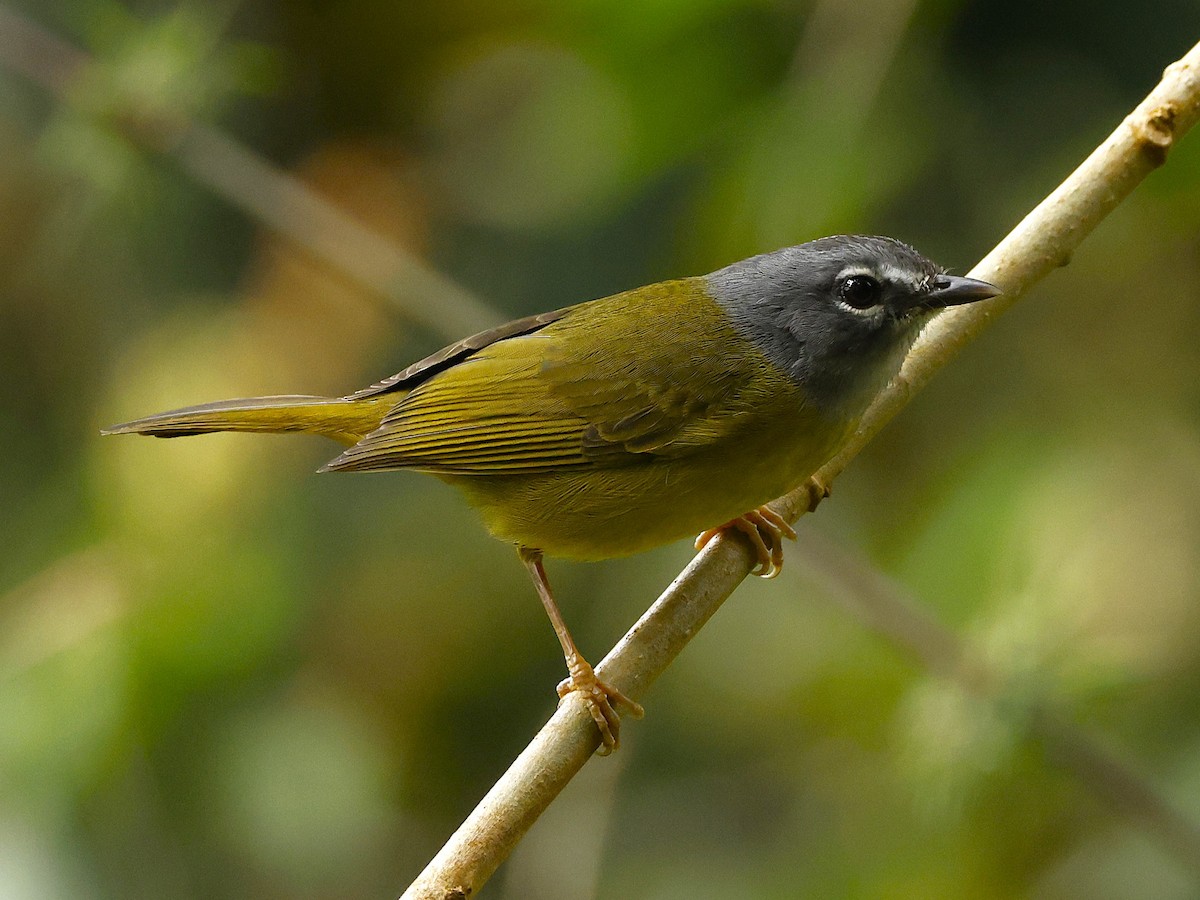 Reinita Embridada - ML648826794