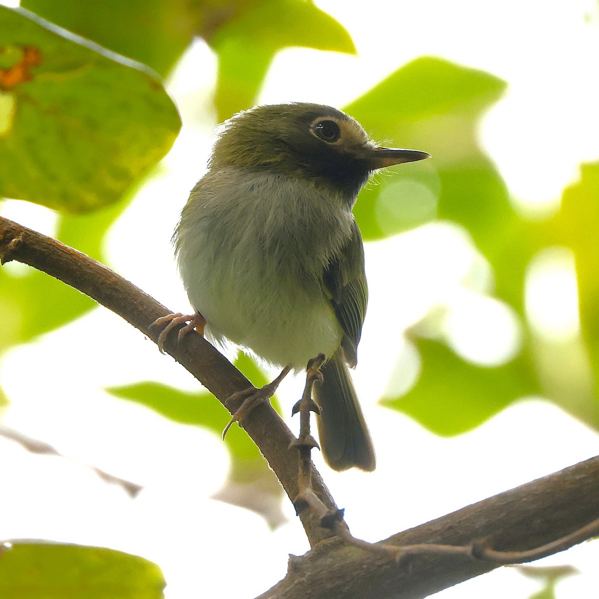 Titirijí Gorjinegro - ML648826803