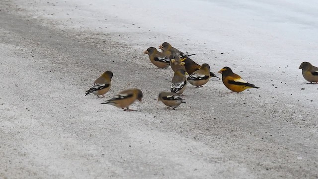 Evening Grosbeak - ML648826949