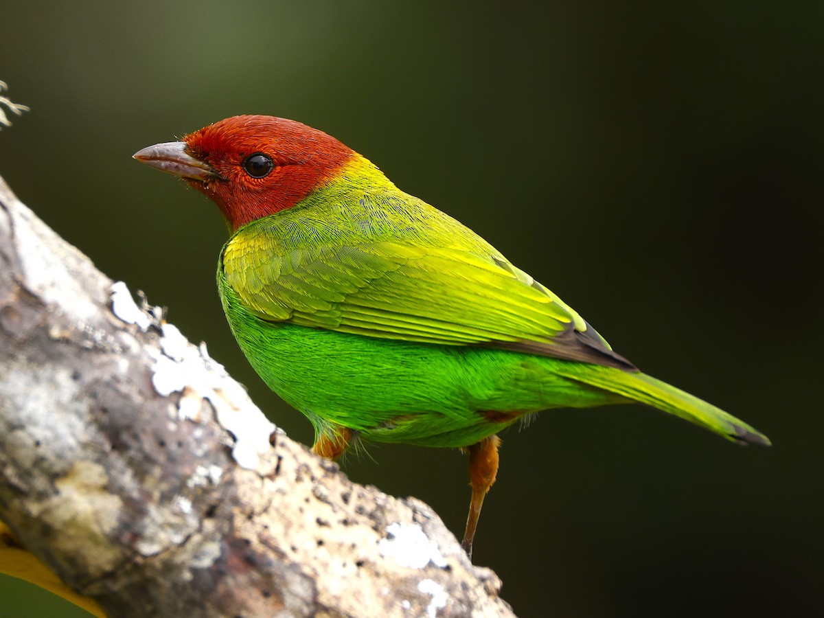 Tangara Cabecibaya (Pechiverde) - ML648827010