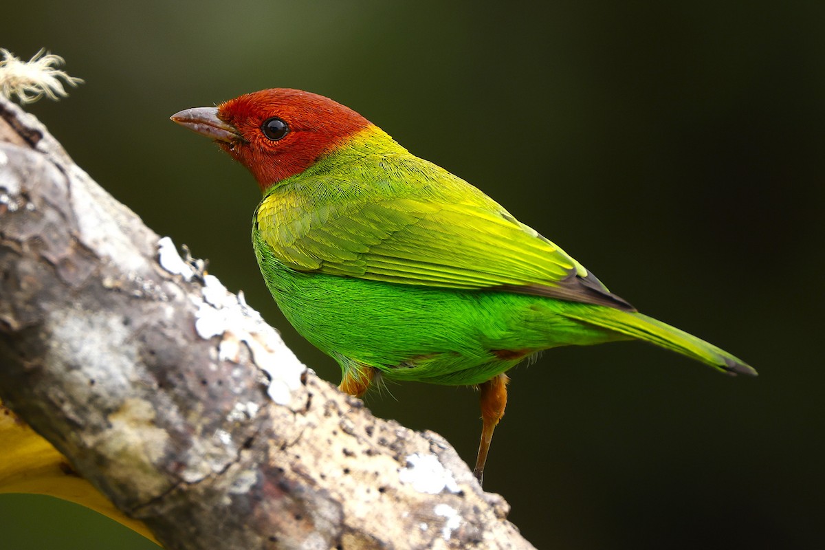 Tangara Cabecibaya (Pechiverde) - ML648827011