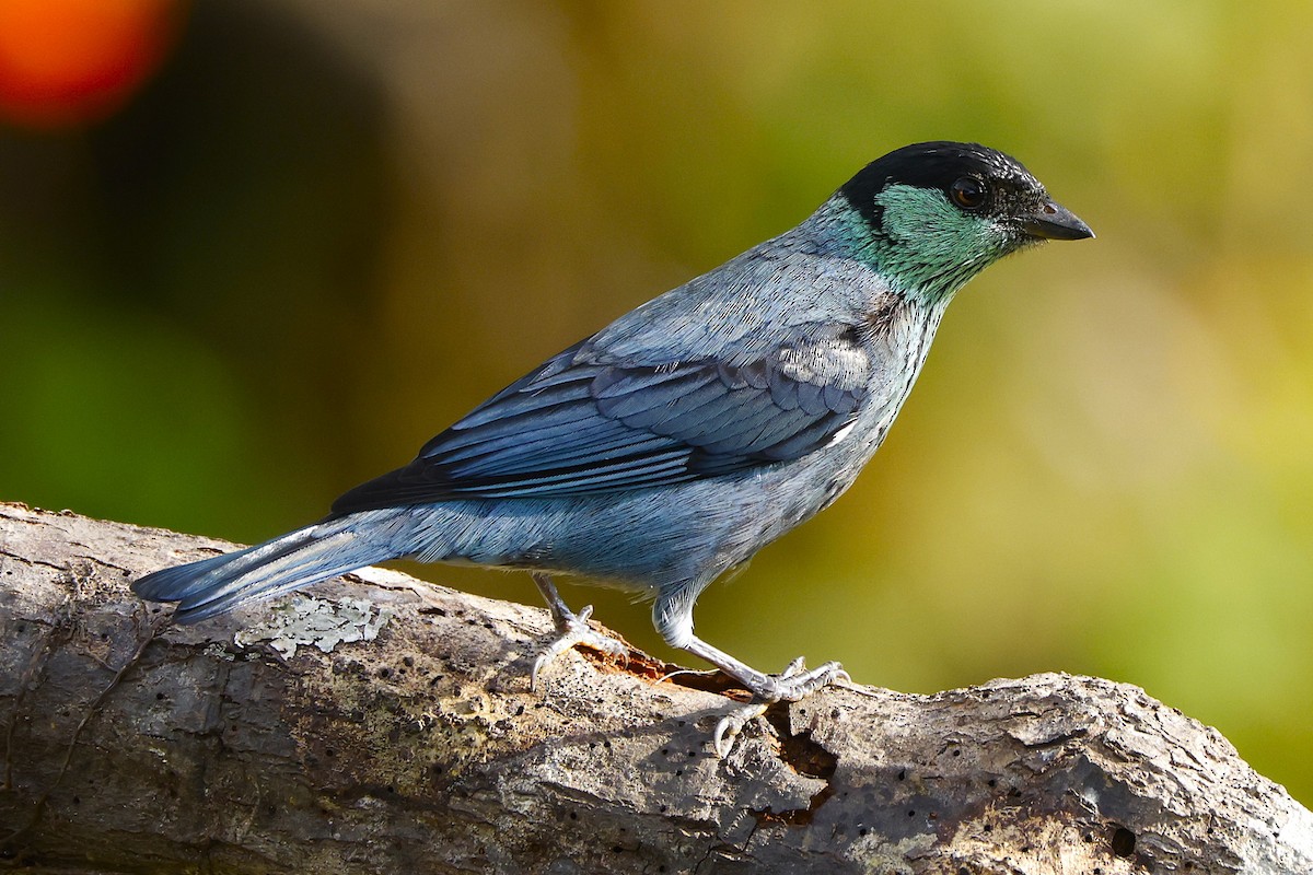 Tangara Coroninegra - ML648827019