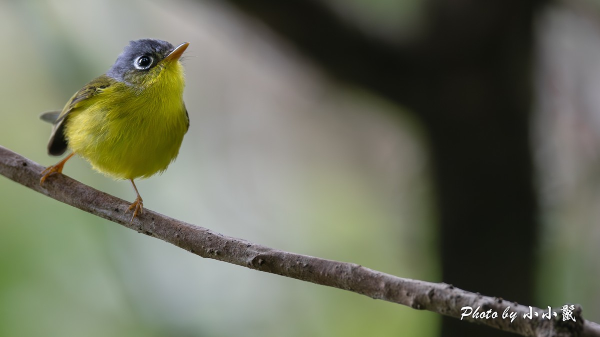 White-spectacled Warbler - ML648827147
