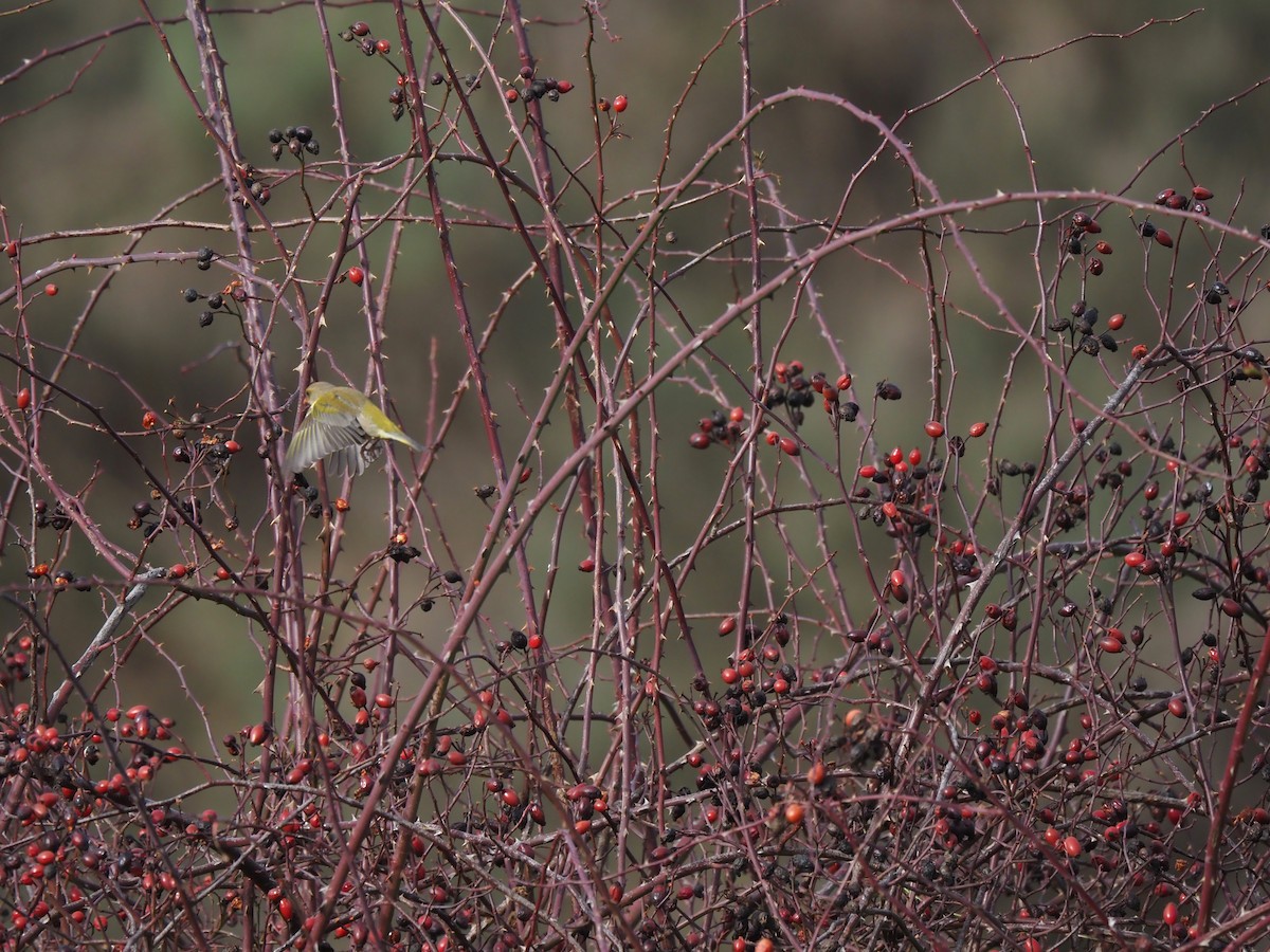 Txorru arrunta - ML648827150