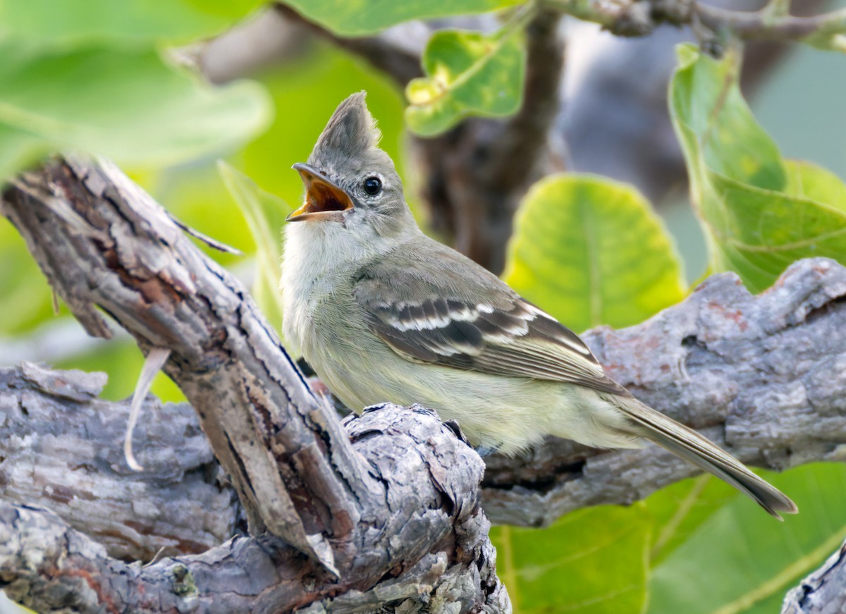 Plain-crested Elaenia - ML648827151