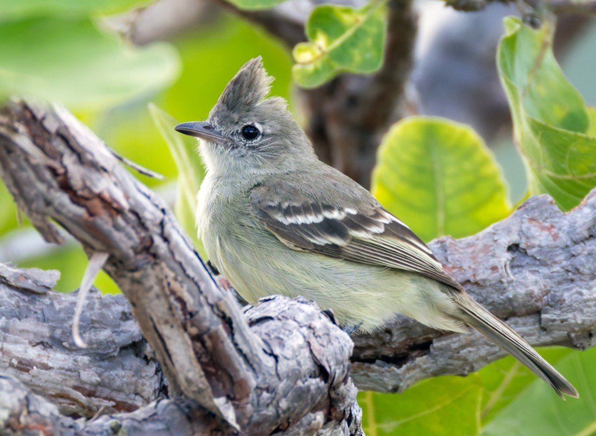 Plain-crested Elaenia - ML648827152