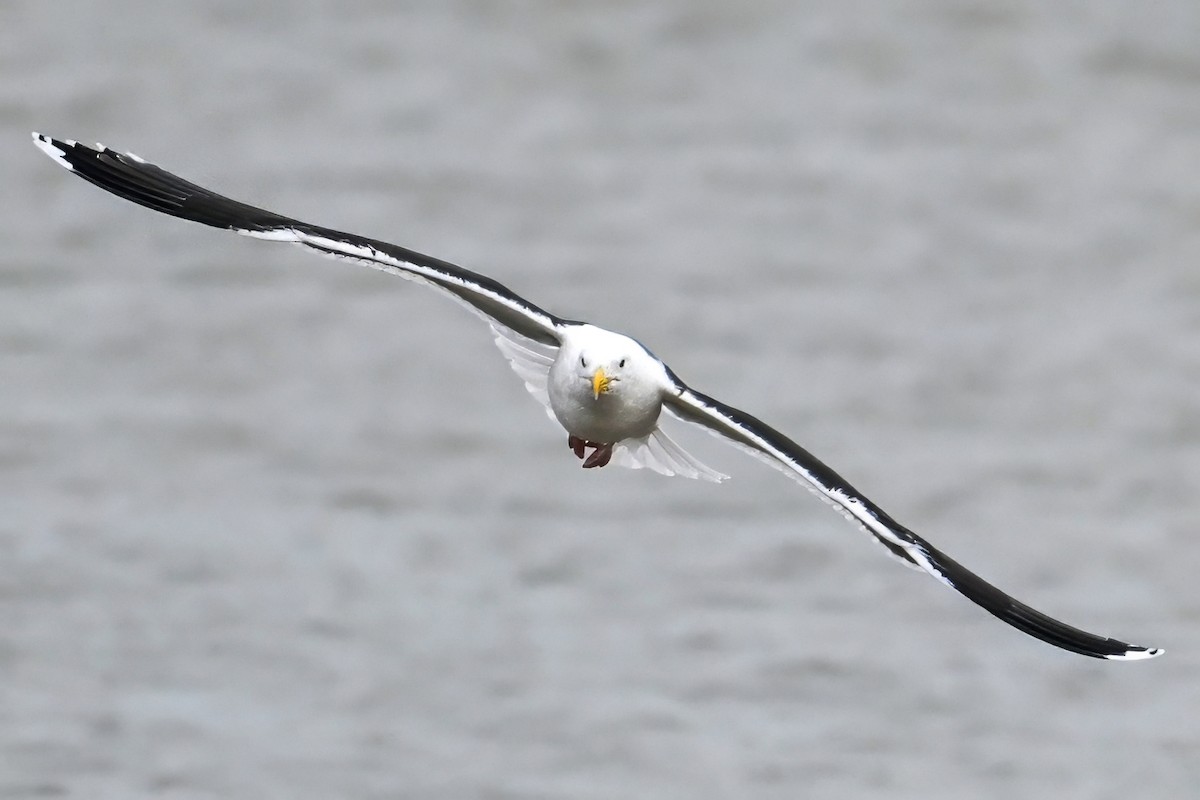 Kaio beltza - ML648827154