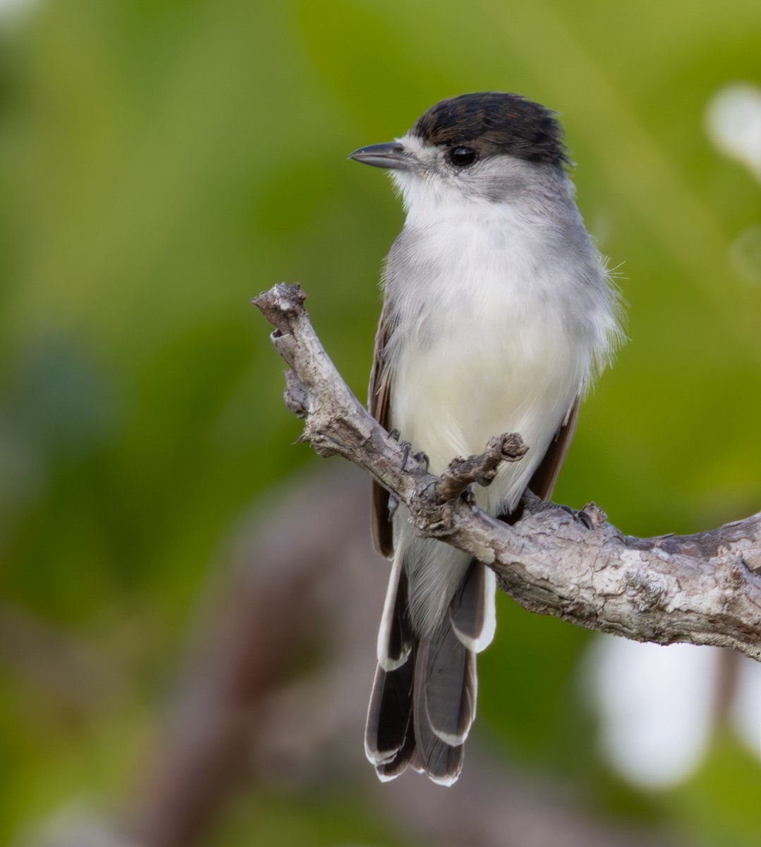 White-naped Xenopsaris - ML648827155