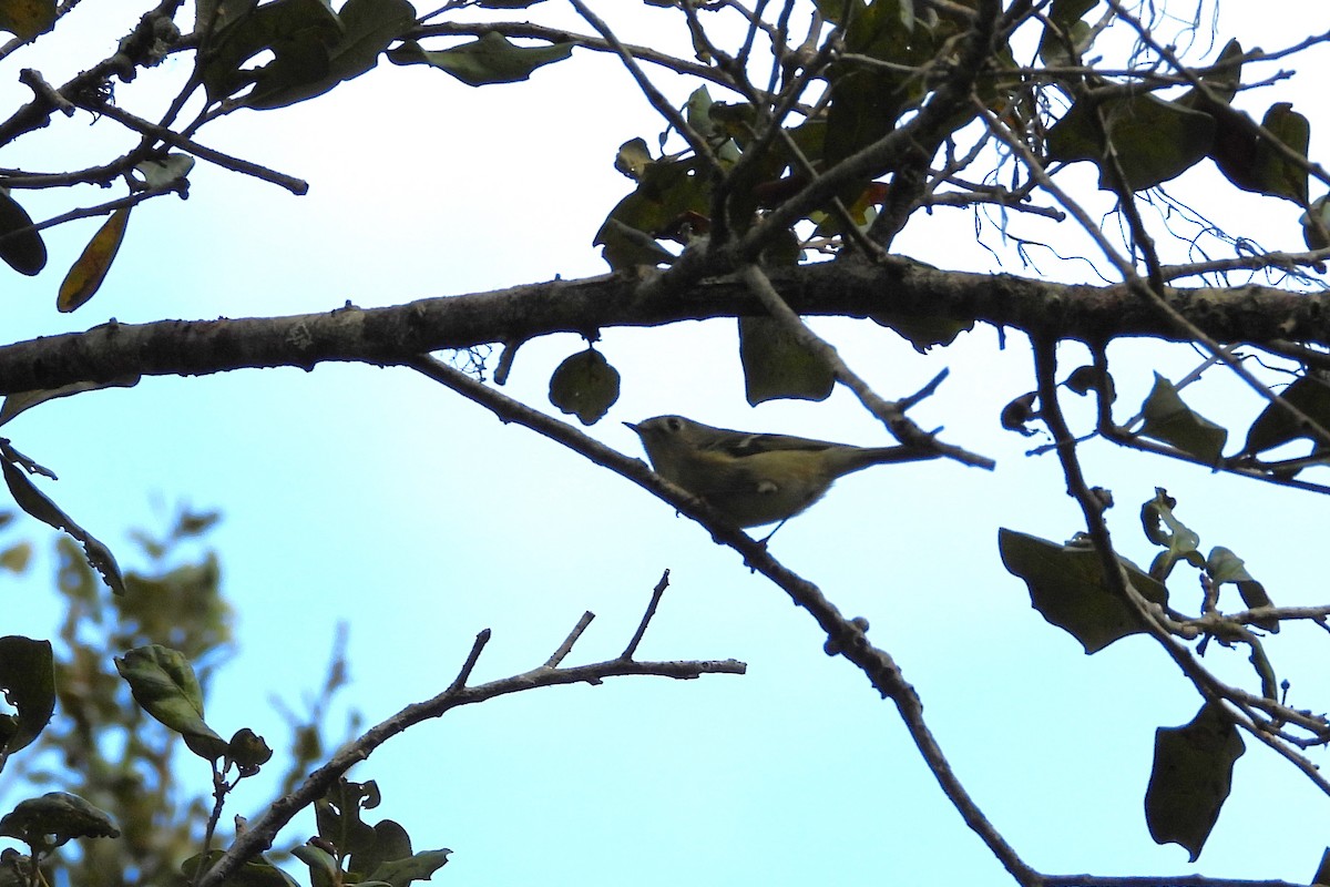 Erregetxo mottogorria - ML648827157