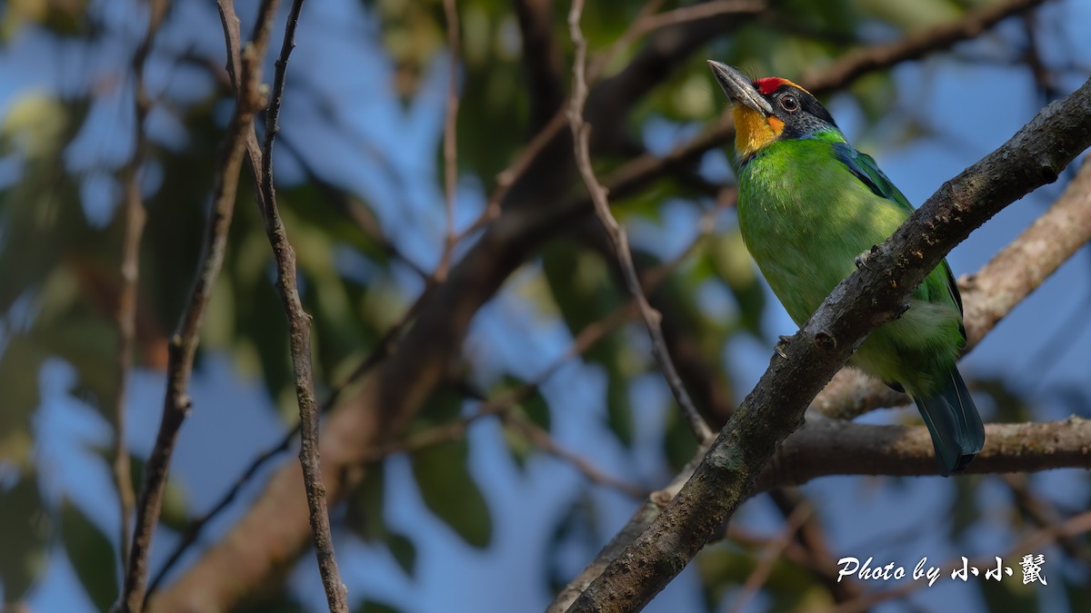 Necklaced Barbet - ML648827161