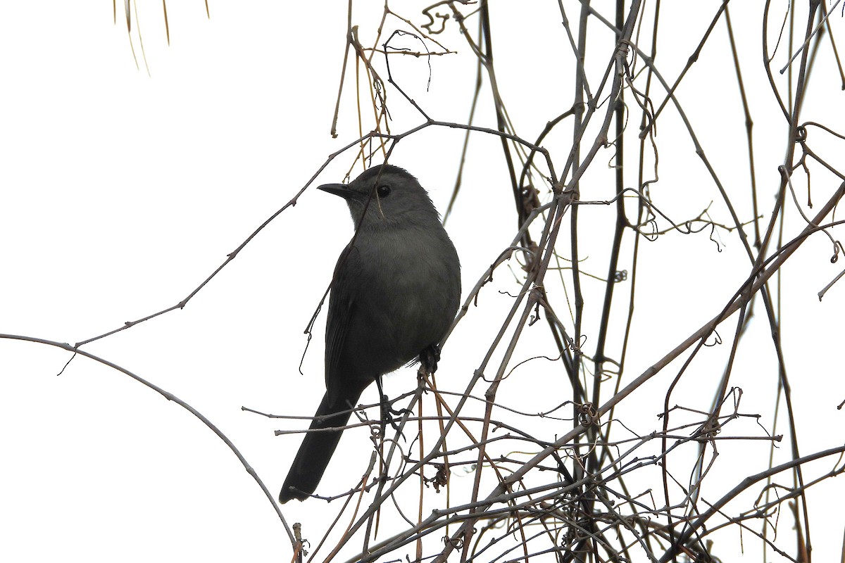 Miaulari grisa - ML648827165