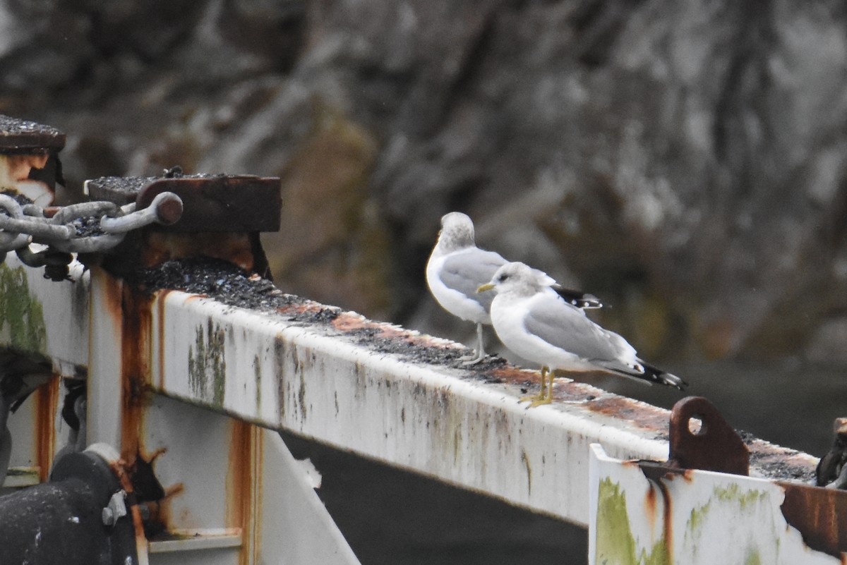 Short-billed Gull - ML648827172