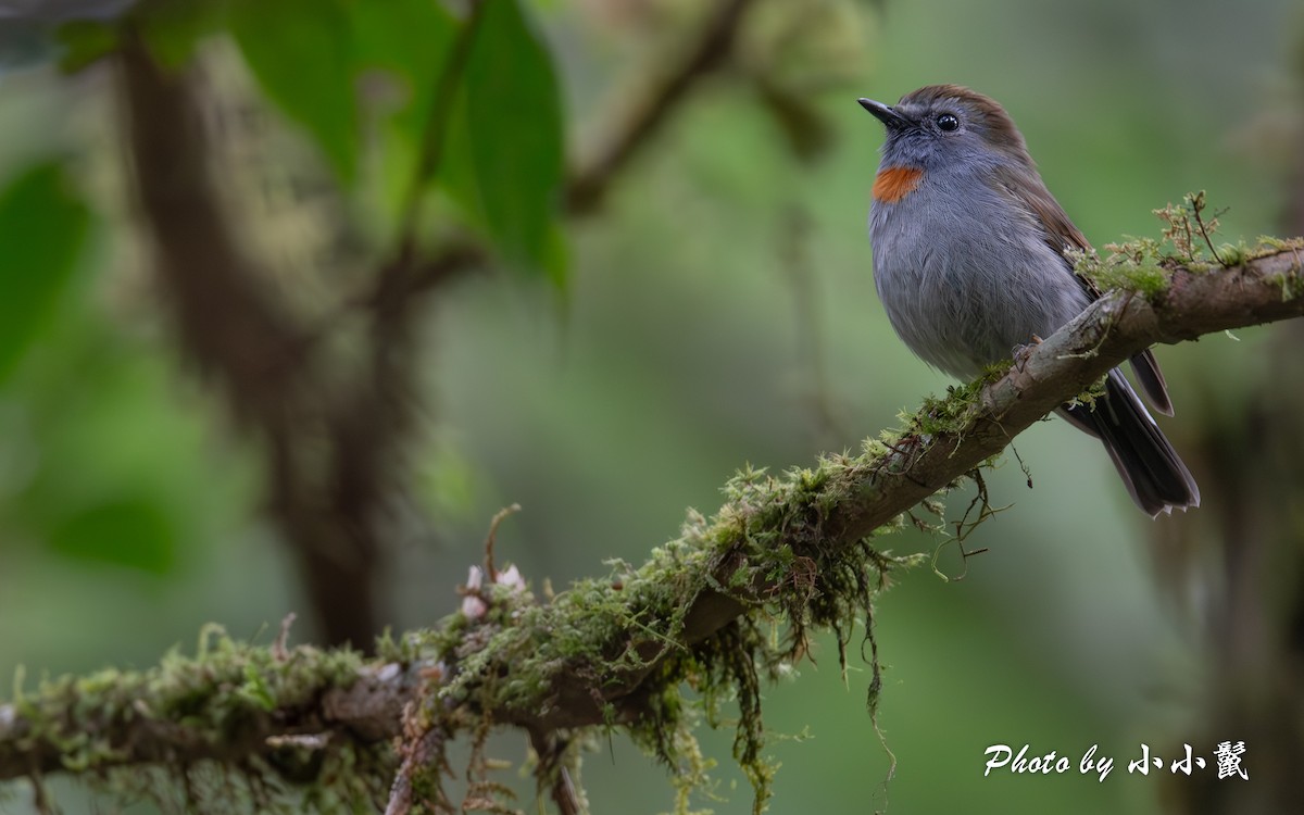 Rufous-gorgeted Flycatcher - ML648827174
