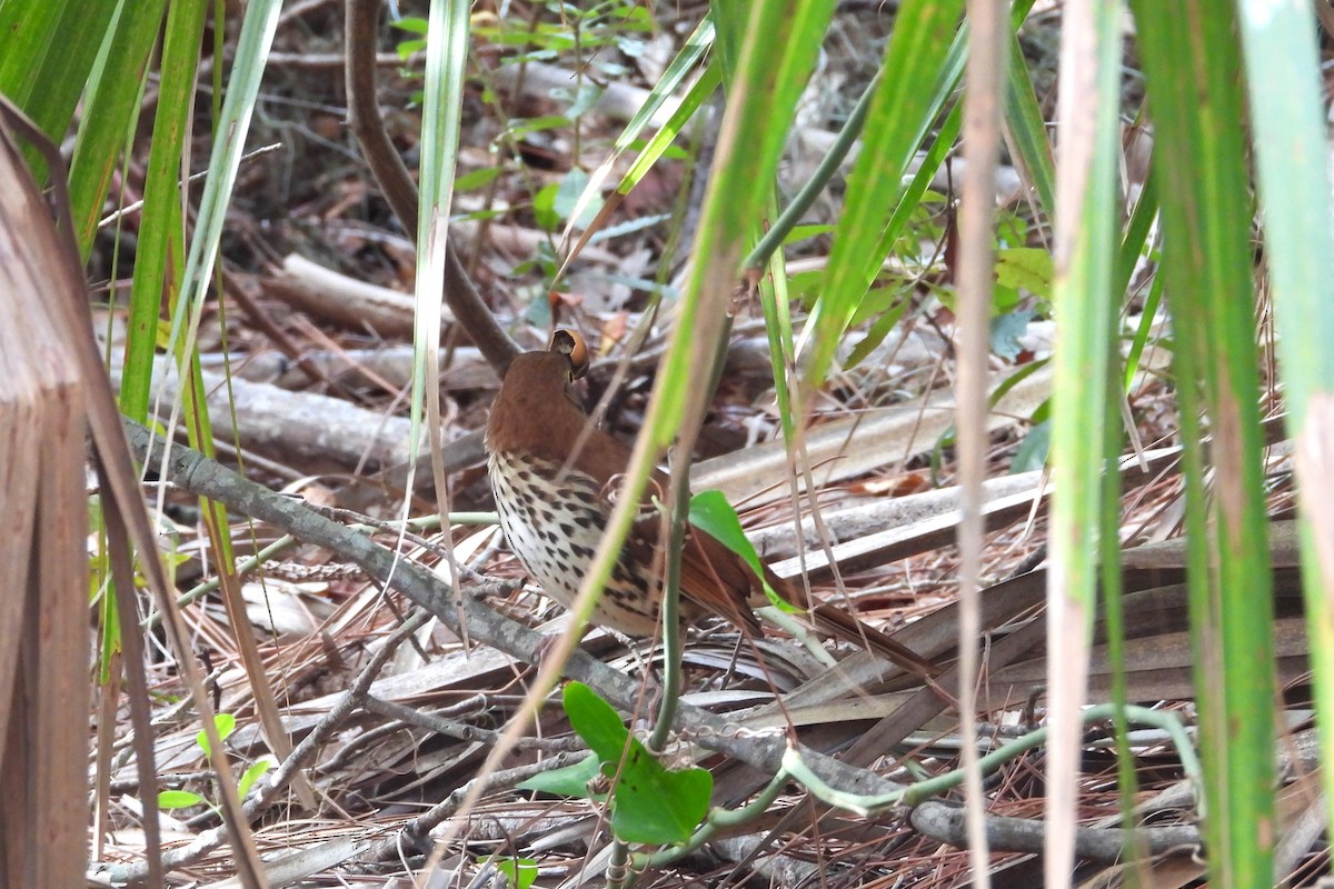 Kuitlakotxe gorrizta - ML648827175