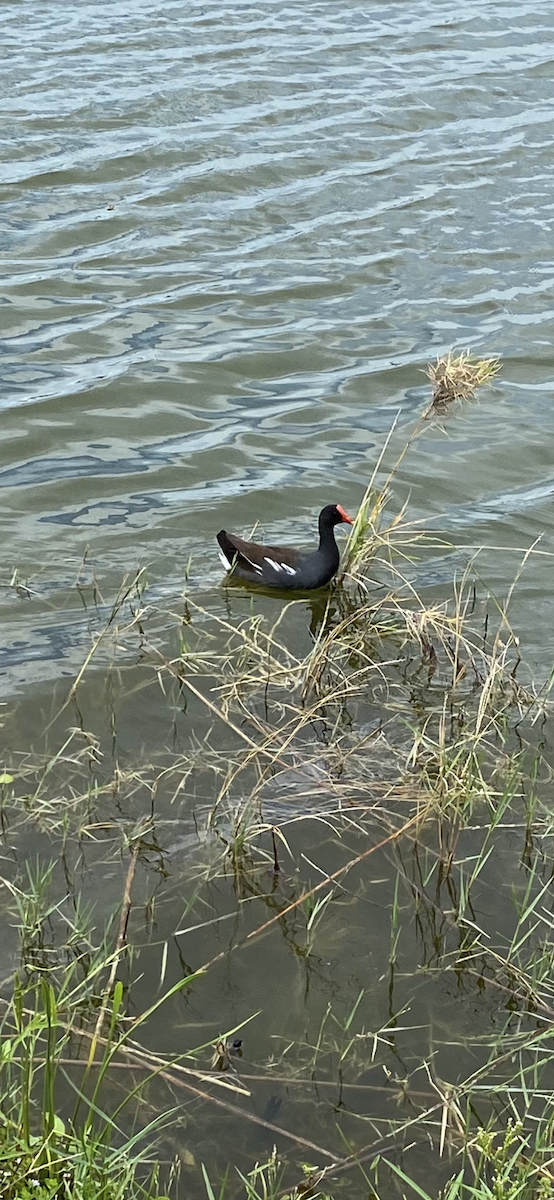 Uroilo amerikarra - ML648827192