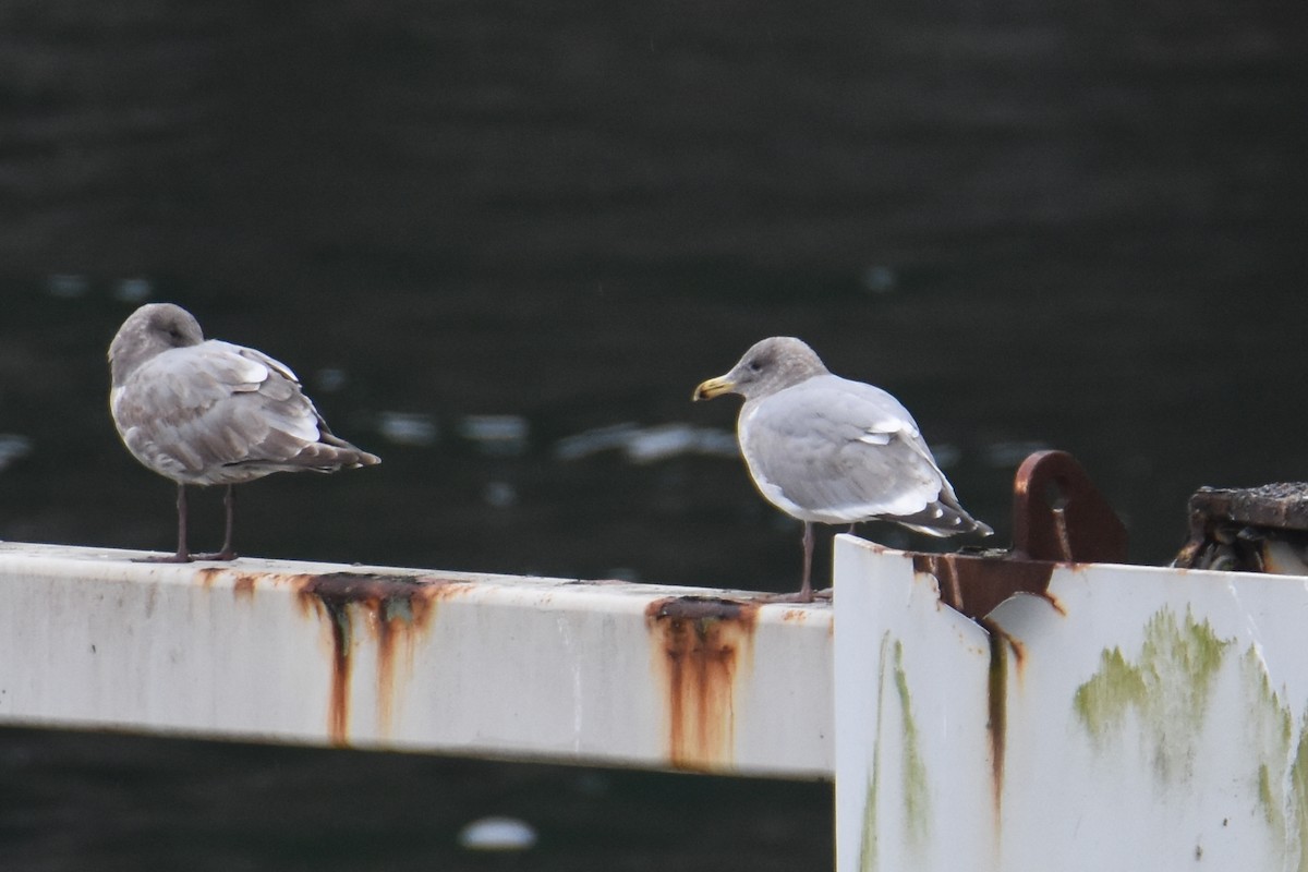 American Herring x Glaucous-winged Gull (hybrid) - ML648827196