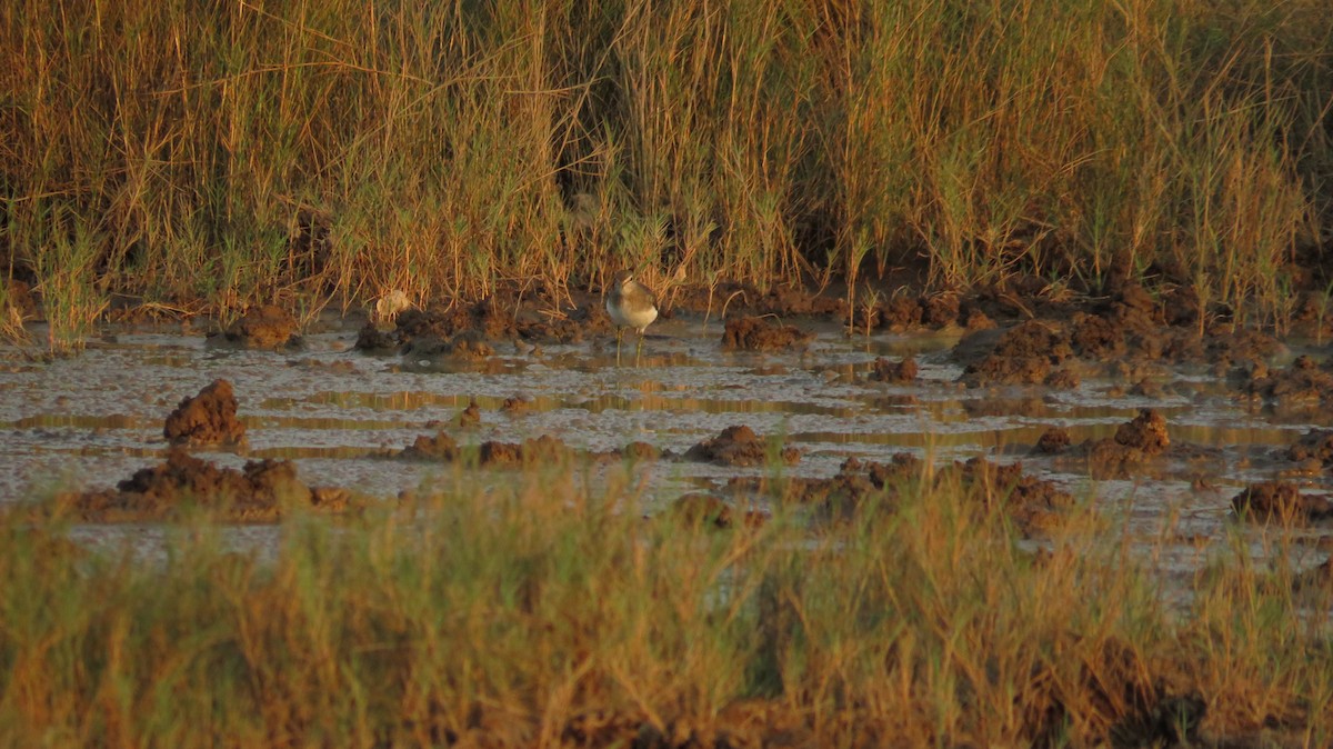 Solitary Sandpiper - ML648827527