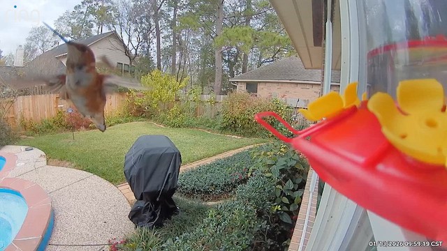 Rufous Hummingbird - ML648828423