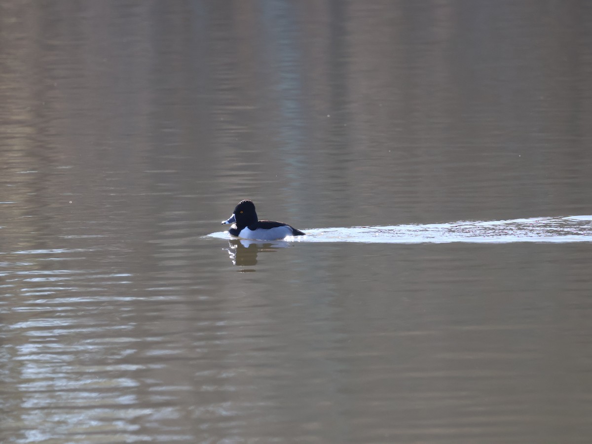 polák proužkozobý - ML648828628