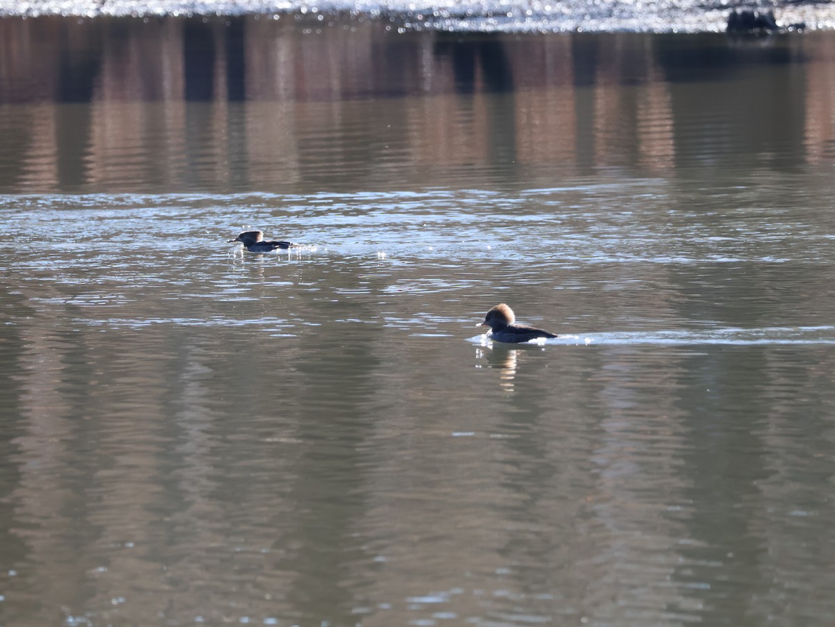 morčák chocholatý - ML648828853