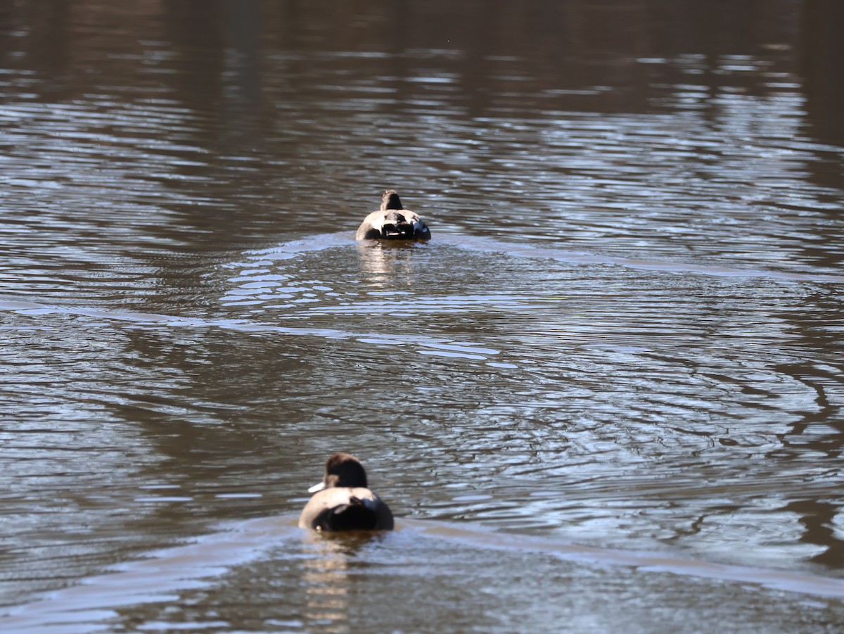 kopřivka obecná - ML648828968