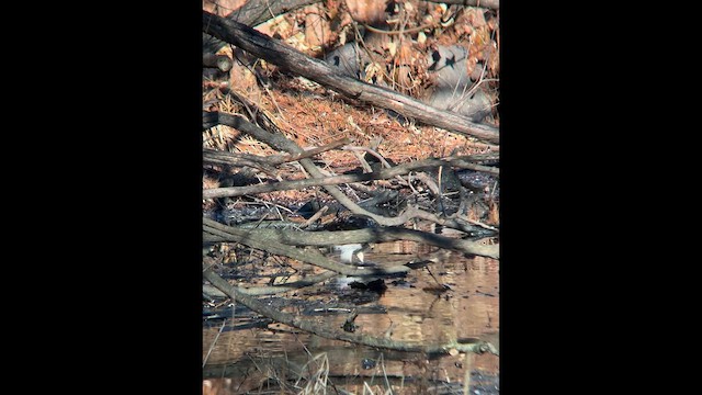 Cooper's Hawk - ML648829068
