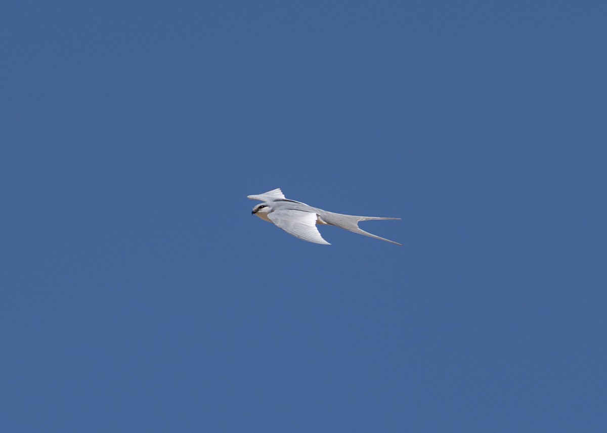 Makas Kuyruklu Çaylak - ML648829158