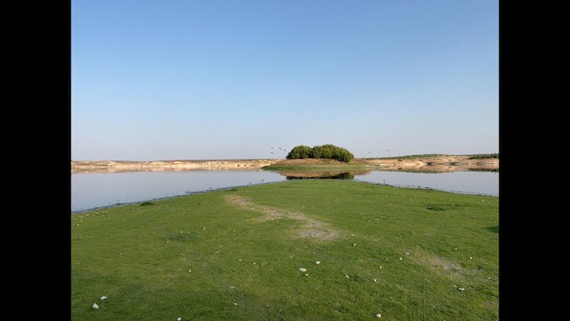 Black-winged Stilt - ML648829247