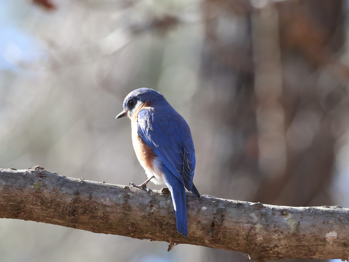 salašník modrý - ML648829333