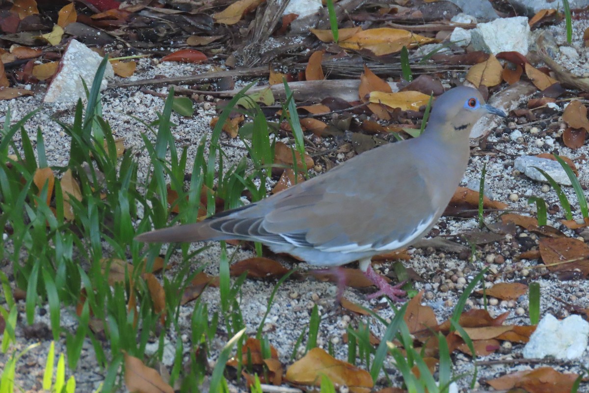 White-winged Dove - ML648829338