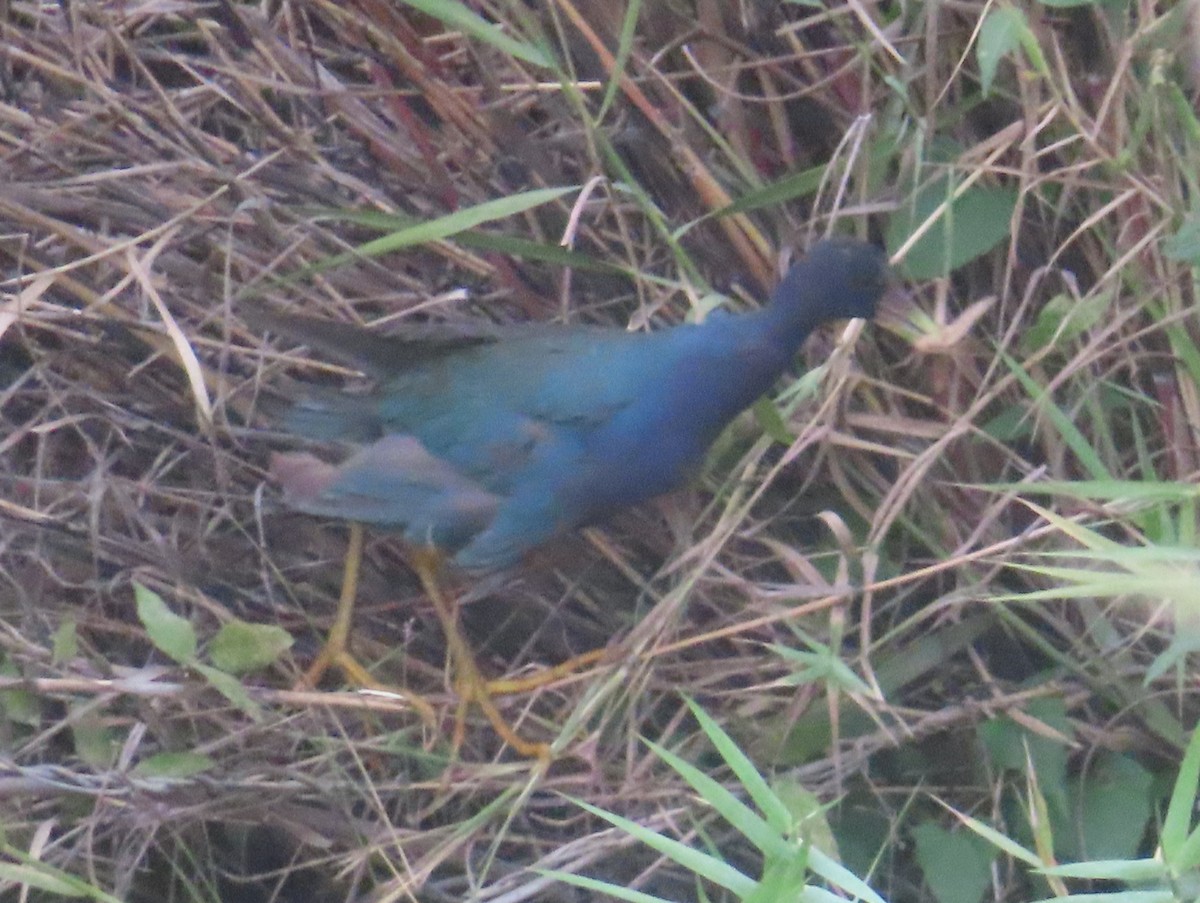 Calamoncillo Americano - ML648829345