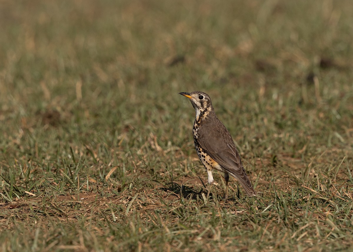 Ethiopian Thrush - ML648829356