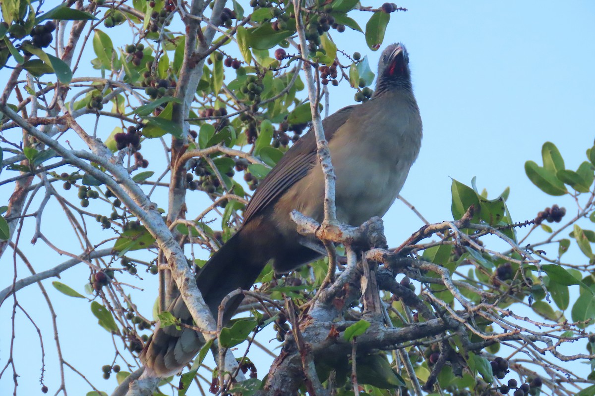 Plain Chachalaca - ML648829358