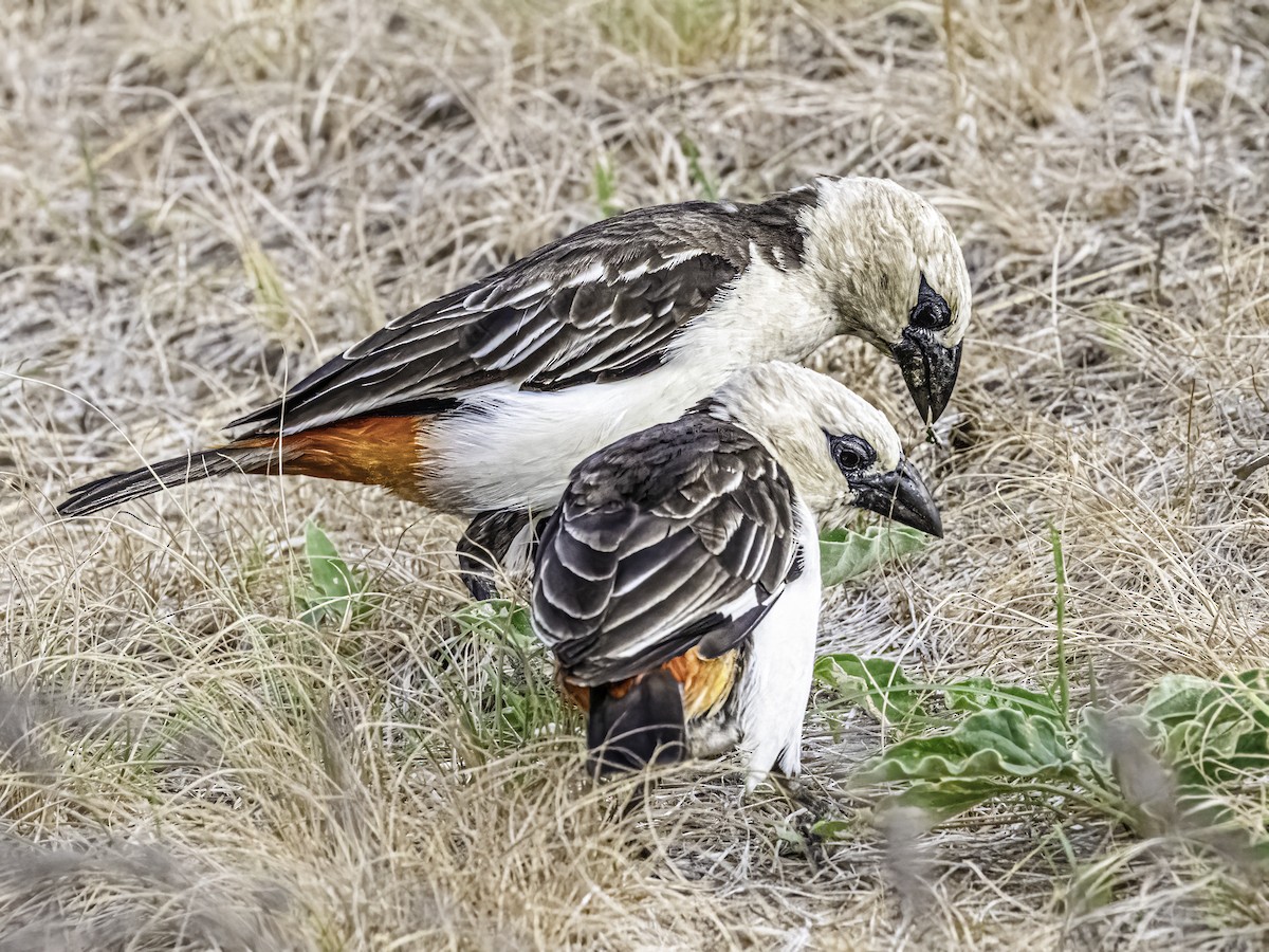 White-headed Buffalo-Weaver - ML648829362