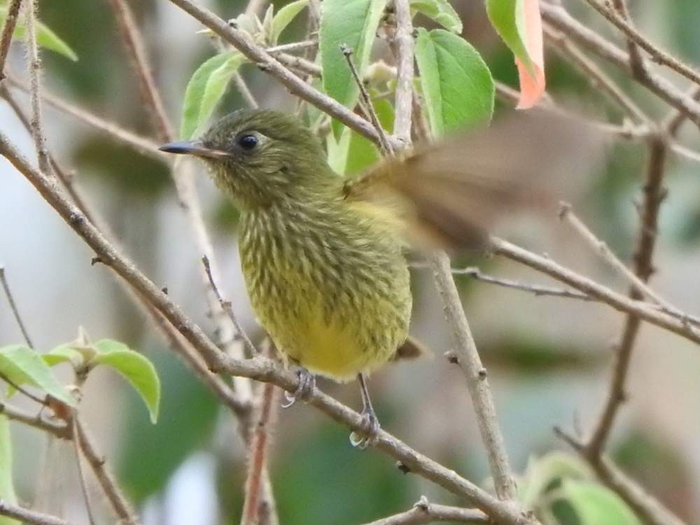 Olive-striped Flycatcher - ML648829366