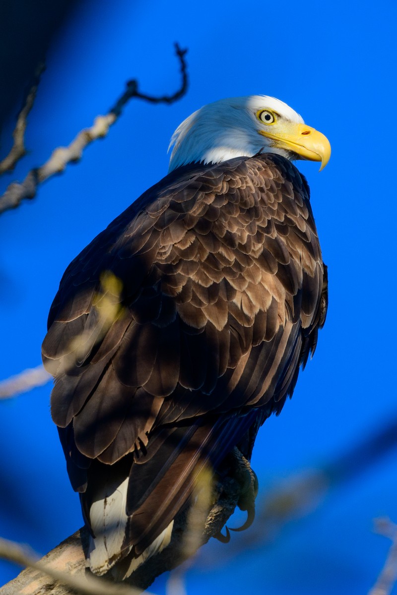 Bald Eagle - ML648829368