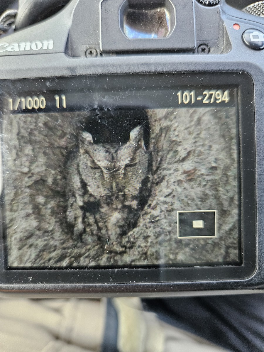 Eastern Screech-Owl - ML648829370