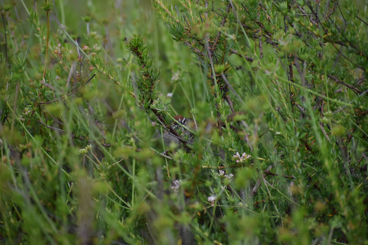 Rufous-crowned Sparrow - ML648829371