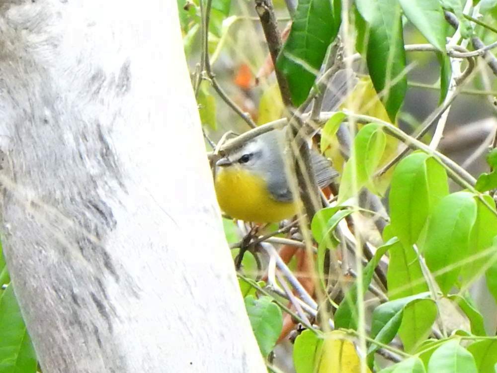 Golden-crowned Warbler - ML648829372