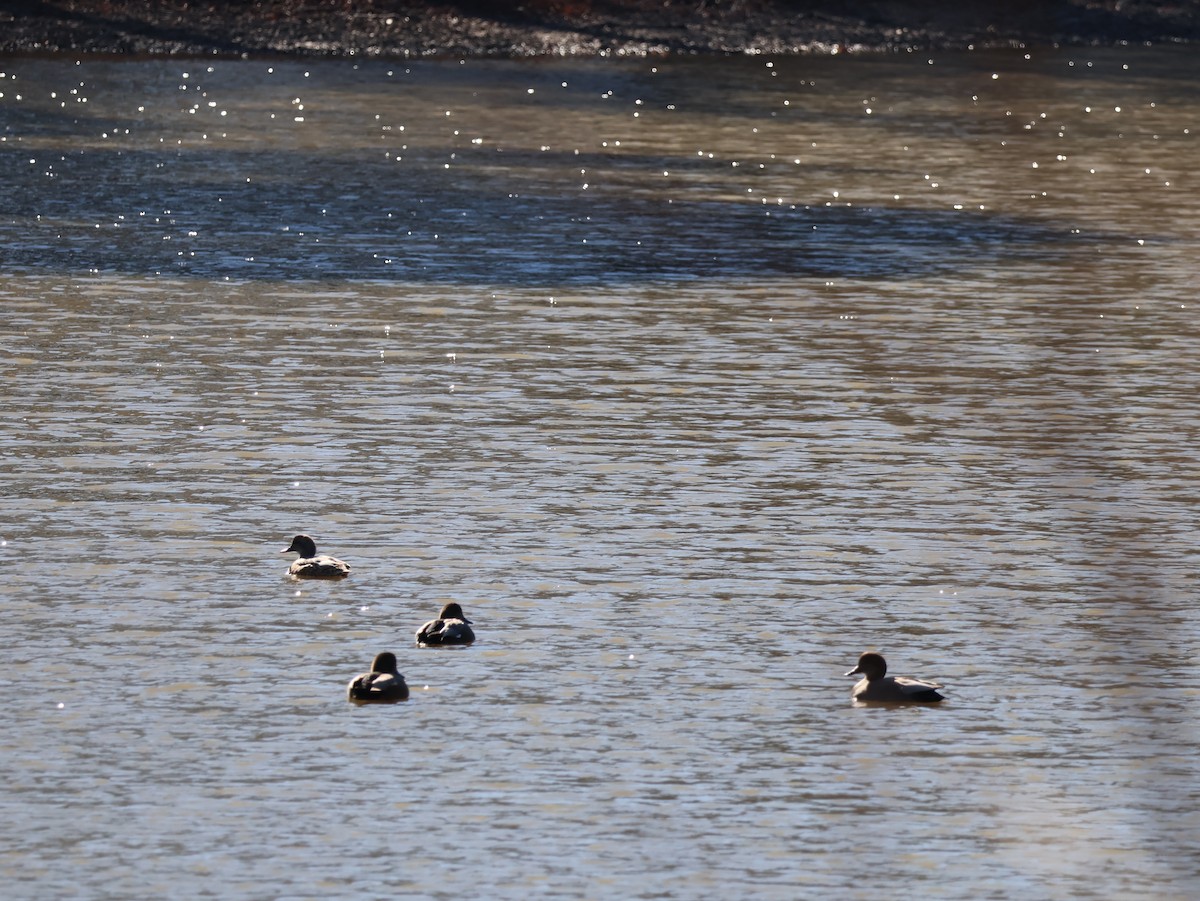 赤膀鴨 - ML648829374