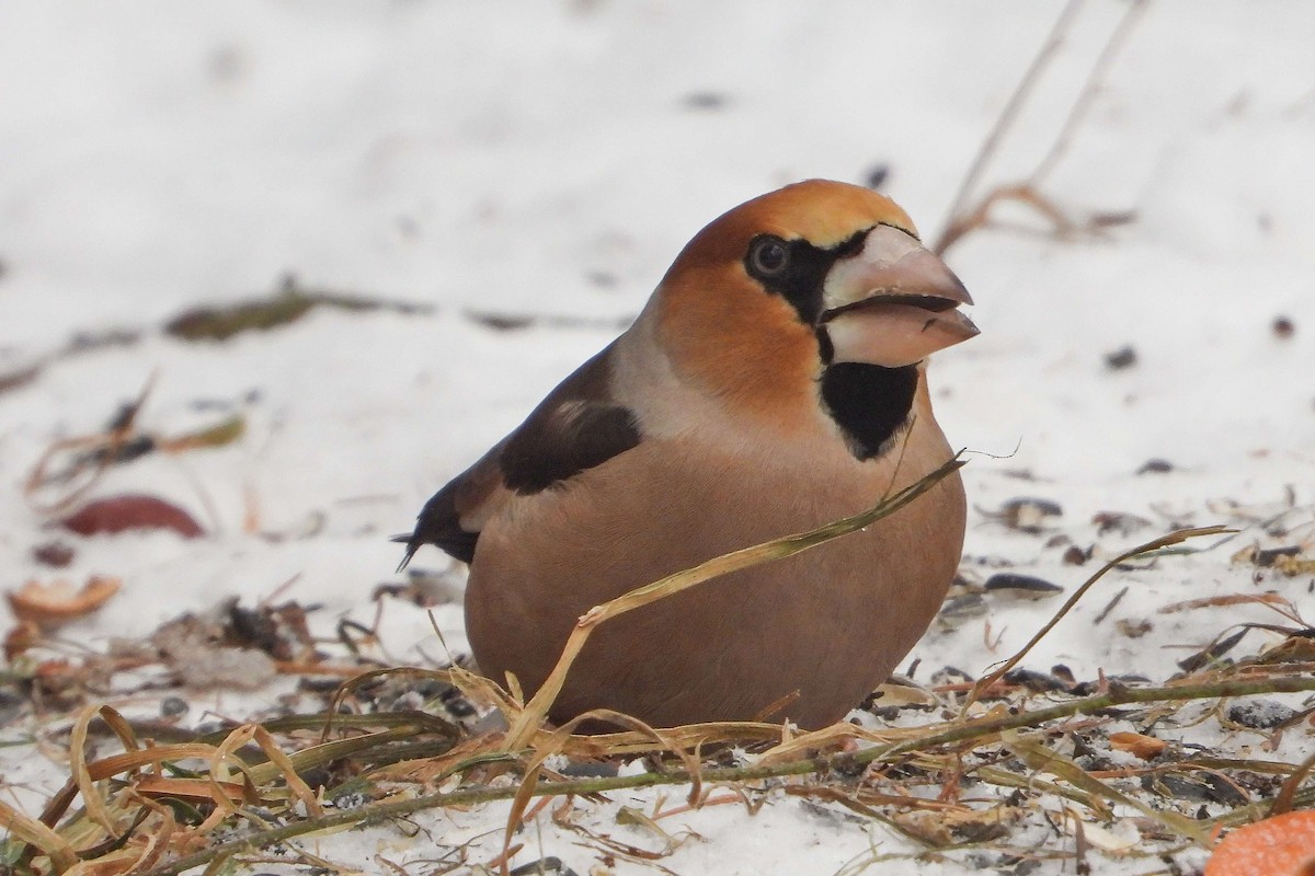 臘嘴雀 - ML648829376